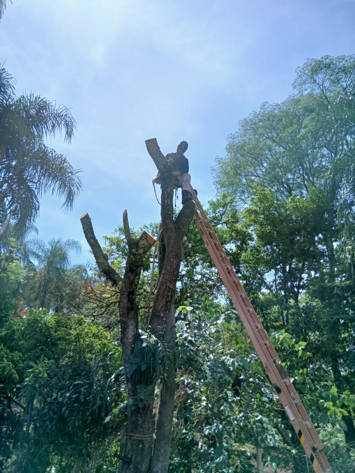 Manejo arbóreo em terreno com vegetação