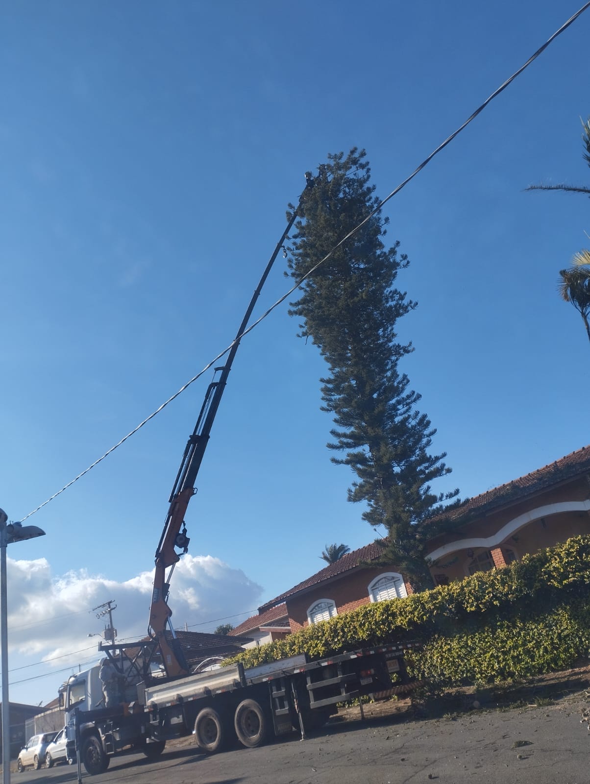 Corte de árvore com equipamentos profissionais