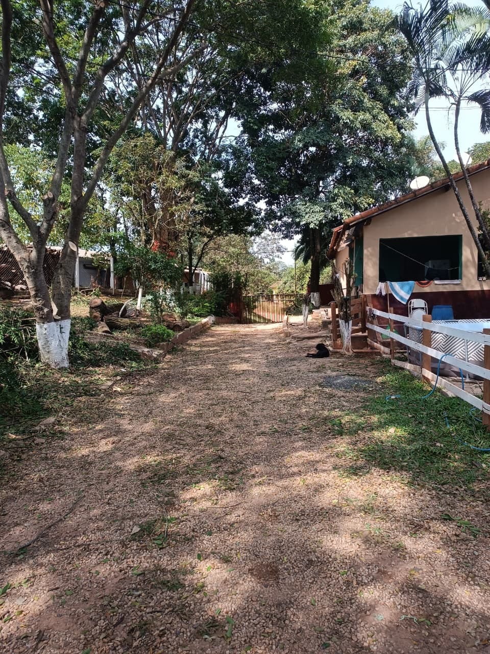 Trabalho de poda de árvore com equipe treinada