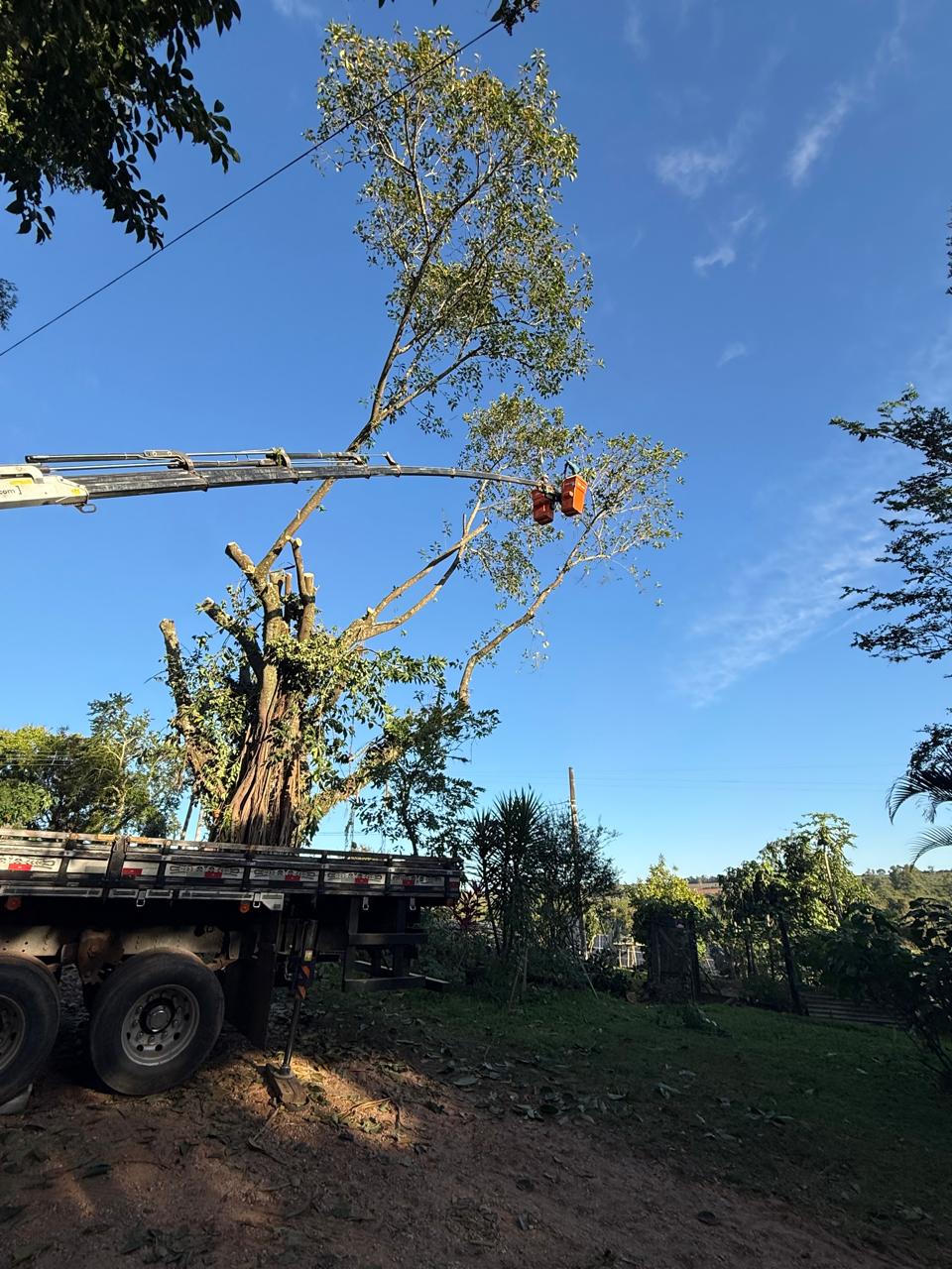 Corte de árvore com apoio de caminhão em São João da Boa Vista