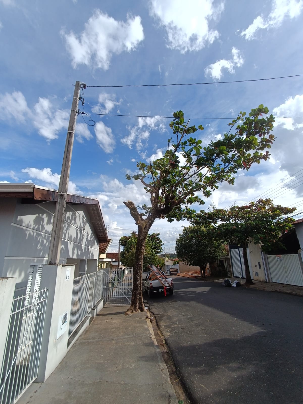 Poda de árvore com podão próximo à rede elétrica
